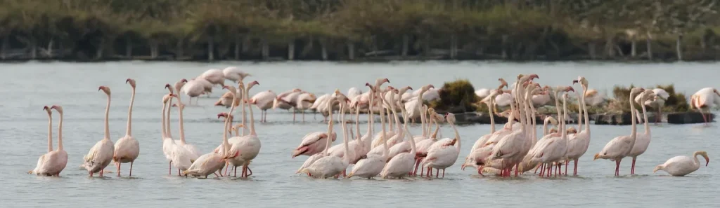 Tour naturalistico a Venezia copertina
