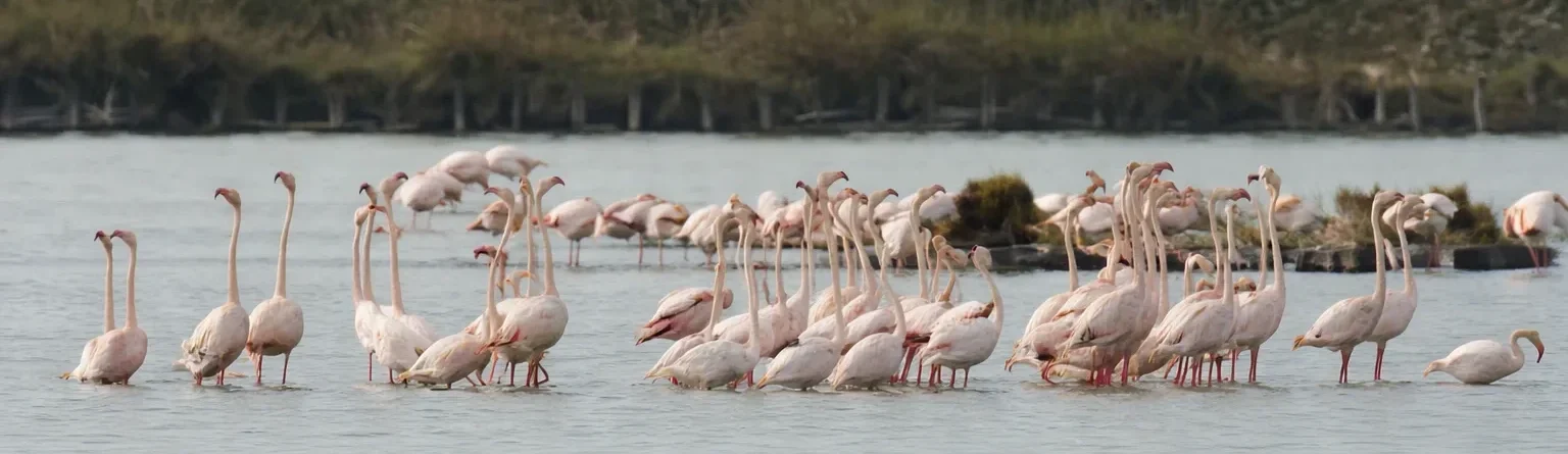 Tour naturalistico a Venezia copertina